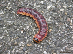 01650-Wilgenhoutrups - Cossus cossus