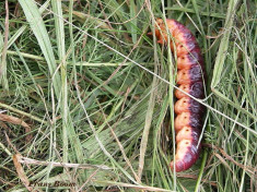 01651-Wilgenhoutrups - Cossus cossus