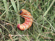 01652-Wilgenhoutrups - Cossus cossus