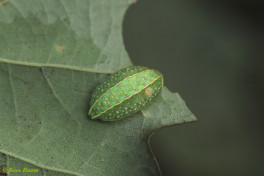 02582-Slakrups - Apoda limacodes