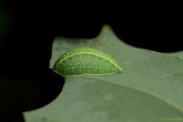 02583-Slakrups - Apoda limacodes