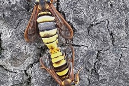 03545-Hoornaarvlinder-Sesia apiformis