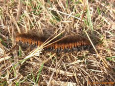 05360- Veelvraat - Macrothylacia rubi