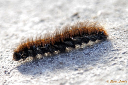 05361-Veelvraat - Macrothylacia rubi.