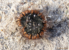 05362-Veelvraat - Macrothylacia rubi.