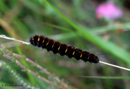 05365A-Veelvraat-Macrothylacia-rubi