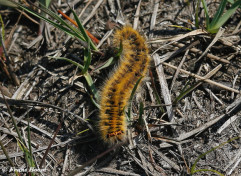 05500- Kleine hageheld - Lasiocampa trifolii.
