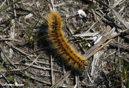 05501- Kleine hageheld - Lasiocampa trifolii.