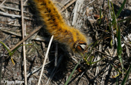 05502- Kleine hageheld - Lasiocampa trifolii.