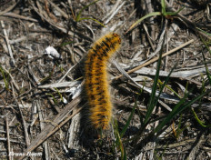 05503- Kleine hageheld - Lasiocampa trifolii.