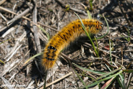 05504- Kleine hageheld - Lasiocampa trifolii.