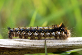 05639-Rietvink - Euthrix potatoria