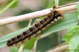 05639b-Rietvink - Euthrix potatoria