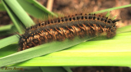 05640-Rietvink - Euthrix potatoria