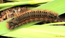 05641-Rietvink - Euthrix potatoria