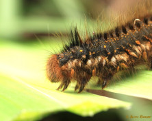 05642-Rietvink - Euthrix potatoria