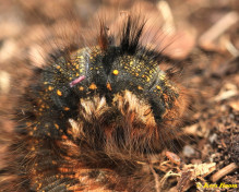 05643-Rietvink - Euthrix potatoria