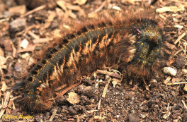 05644-Rietvink - Euthrix potatoria