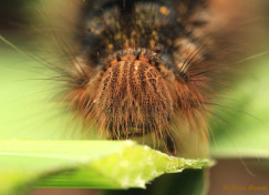 05645-Rietvink - Euthrix potatoria