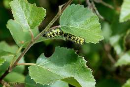 06583-Nachtpauwoog-Saturnia-pavonia