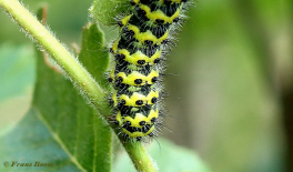 06583B-Nachtpauwoog-Saturnia-pavonia