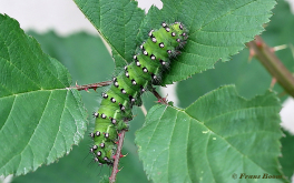 06585-Nachtpauwoog-Saturnia-pavonia