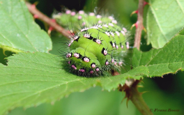 06585D-Nachtpauwoog-Saturnia-pavonia