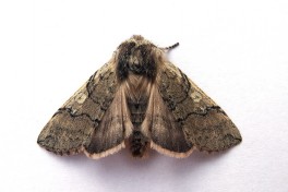 08004-Lente-orvlinder - Achlya flavicornis