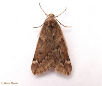 09164-Voorjaarsboomspanner - Alsophila aescularia