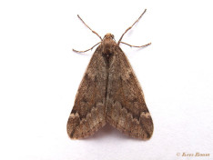 09165-Voorjaarsboomspanner - Alsophila aescularia