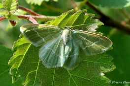 09785-Smaragdgroene-zomervlinder-Chlorissa-viridata