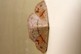 10495-Gestippelde oogspanner - Cyclophora punctaria