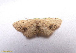12403-Vlekstipspanner - Idaea dimidiata