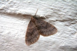 24303-Kleine wintervlinder - Operophtera brumata