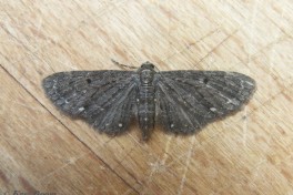 28443-Schermbloemdwergspanner - Eupithecia tripunctaria