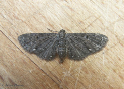 28443-Schermbloemdwergspanner - Eupithecia tripunctaria