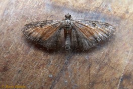 28653-Oranje dwergspanner - Eupithecia icterata