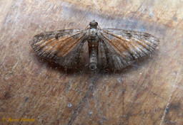 28653-Oranje dwergspanner - Eupithecia icterata