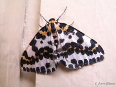 34520-Bonte bessenvlinder  - Abraxas grossulariata