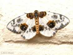 34590-Porseleinvlinder - Abraxas sylvata