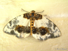 34592-Porseleinvlinder - Abraxas sylvata