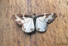 34733-Gerande spanner - Lomaspilis marginata