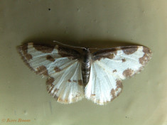 34734-Gerande spanner - Lomaspilis marginata