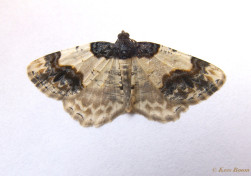 34803-Aangebrande spanner - Ligdia adustata