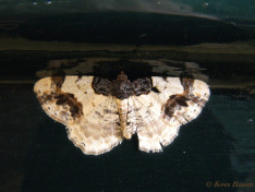 34804-Aangebrande spanner - Ligdia adustata