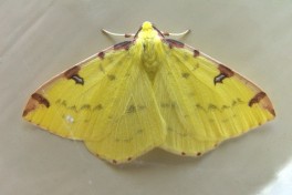 36583-Hagedoornvlinder - Opisthograptis luteolata