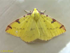 36583-Hagedoornvlinder - Opisthograptis luteolata