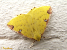 36585-Hagedoornvlinder - Opisthograptis luteolata