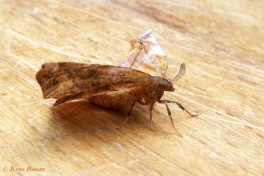 36865-Seringenvlinder - Apeira syringaria