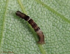 37930-Herculesje - Selenia dentaria